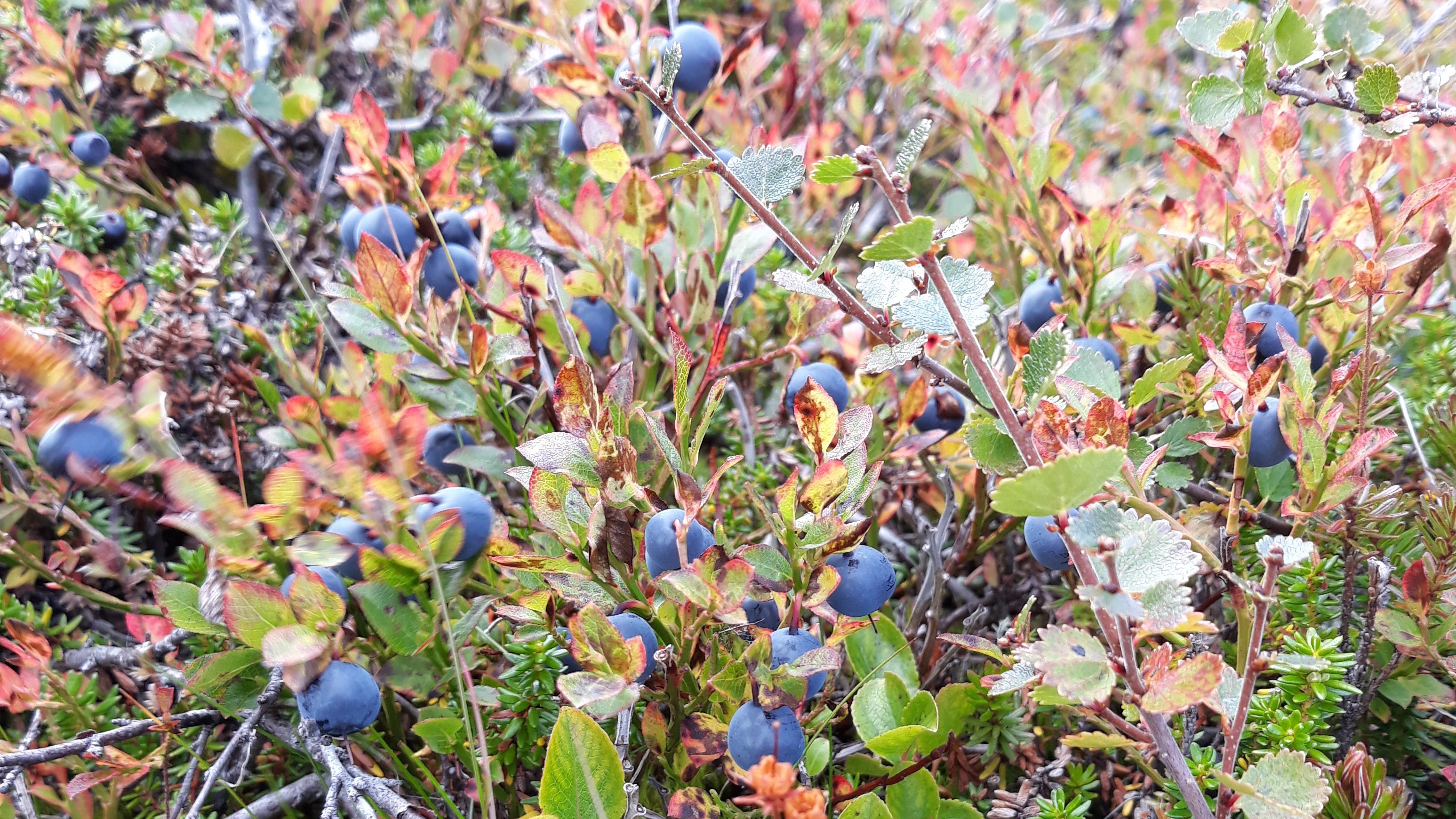 bl-b-r-vaccinium-myrtillus-skoven-i-skolen